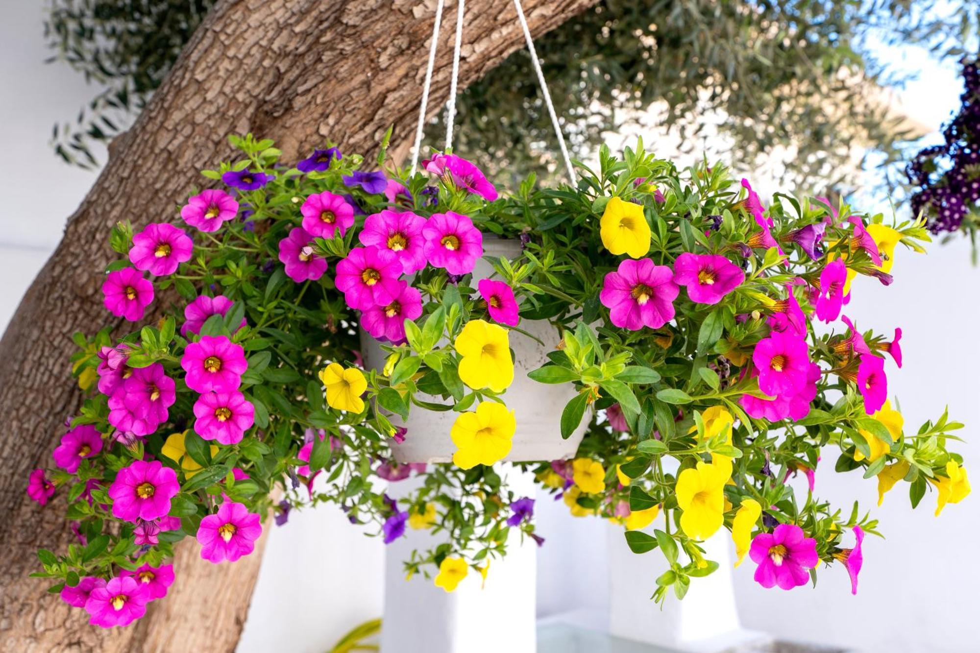 Villa Del Capo Suites Rhodes City Zewnętrze zdjęcie