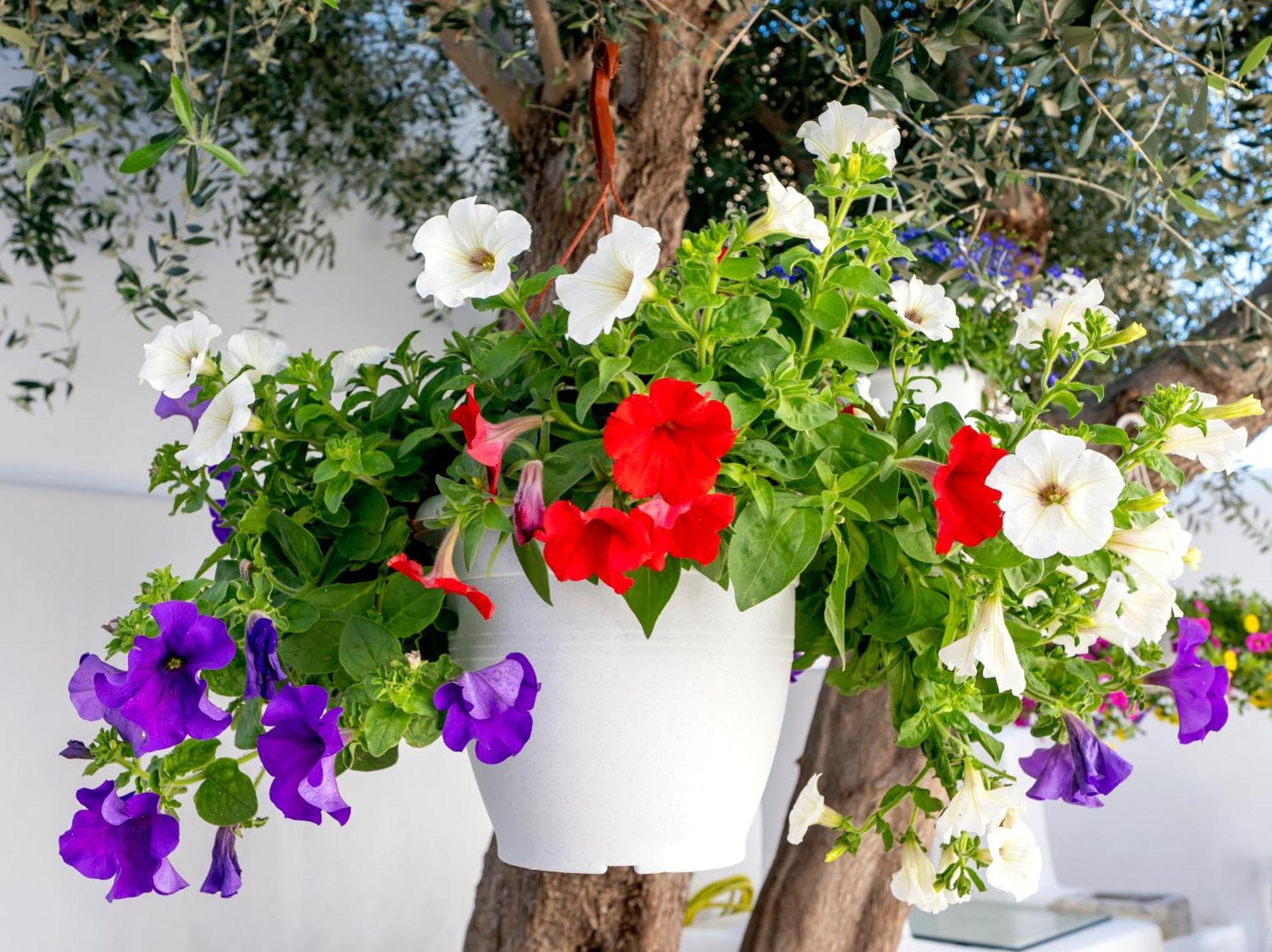 Villa Del Capo Suites Rhodes City Zewnętrze zdjęcie